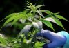 Israeli company to expand medical cannabis production
