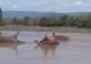Over 20 hippos killed in Ethiopian park: Anthrax, toxic algae suspected
