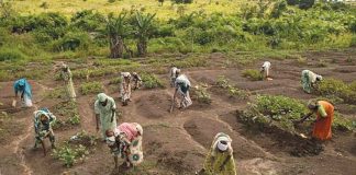 Nigeria’s farmers, herders tasks FG on security ahead of farming season