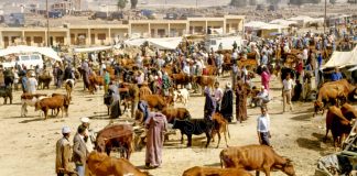 Nomadic farmers in Morroco assert their rights to free movement