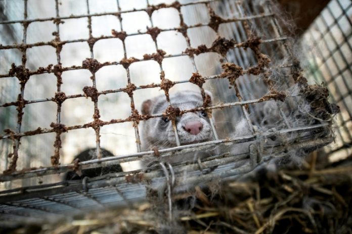 Days are numbered for Norway's fur farms