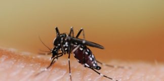 Drug-resistant malaria strains spread through south east Asia