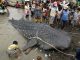 Sharks and rays 'starved and suffocated' by plastic debris