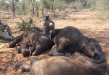 Over 100 elephants die in Botswana due to drought, anthrax outbreak