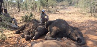 Over 100 elephants die in Botswana due to drought, anthrax outbreak