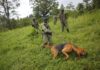 sky news africa 6 rangers killed in latest attack at Congo’s Virunga park