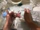 Mini miracle: 'Record-breaking' preemie leaves Tokyo hospital