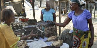 Congo: Fish scarcity drives prices up