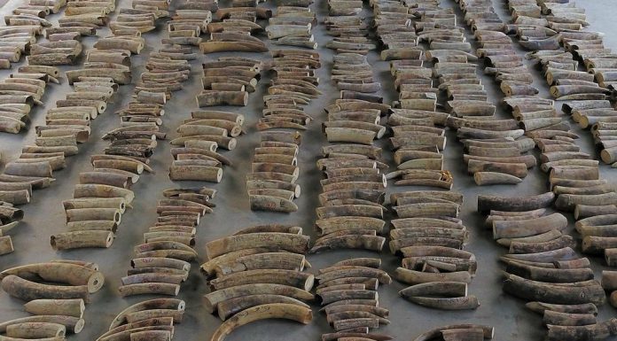 Largest ivory haul from DR Congo seized in Singapore