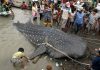 Sharks and rays 'starved and suffocated' by plastic debris