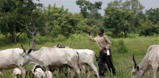 Nigeria’s Plateau govt may ban open grazing