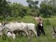 Nigeria’s Plateau govt may ban open grazing
