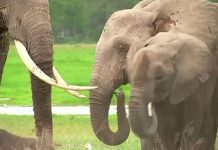 We must be allowed to sell ivory, elephants: Southern African nations
