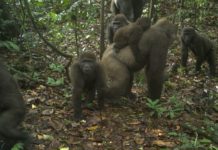 sky news africa Rare gorillas in Nigeria captured on camera with babies