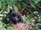 sky news africa Uganda reports 2 new gorilla babies in Bwindi national park