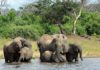 sky news africa 330 elephants in Botswana may have died from toxic algae