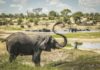 sky news africa Loners no more: Male elephants stick together, study finds