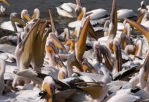 sky news africa Senegal restricts public access to major park following deaths of 750 pelicans