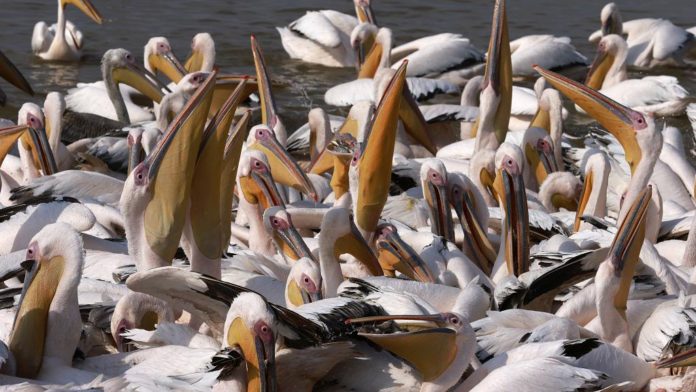 sky news africa Senegal restricts public access to major park following deaths of 750 pelicans