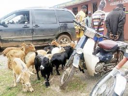 sky news africa How we stole 43 goats – Nigerian Bus conductor