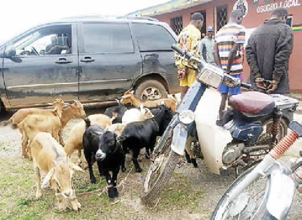 sky news africa How we stole 43 goats – Nigerian Bus conductor